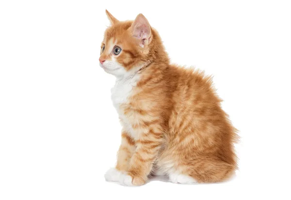 Pequeno gatinho vermelho olha para os lados — Fotografia de Stock