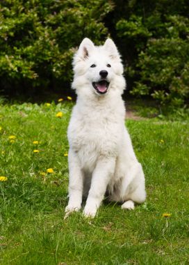 Yeşil çimenlerin üzerinde beyaz çoban köpek 
