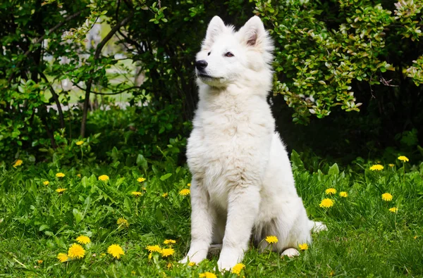 タンポポと緑の芝生に白いシェパードの子犬 — ストック写真