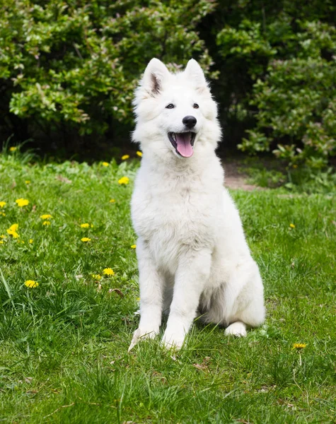 Vita herdepuppy på grönt gräs med maskrosor — Stockfoto