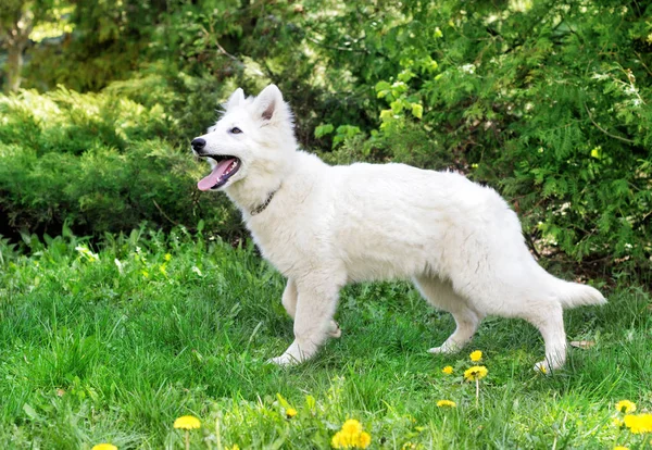 Yeşil çimenlerin üzerinde beyaz çoban köpek — Stok fotoğraf