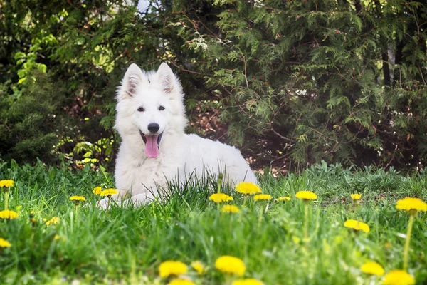 Perro pastor blanco se encuentra en la hierba verde con dientes de león — Foto de Stock
