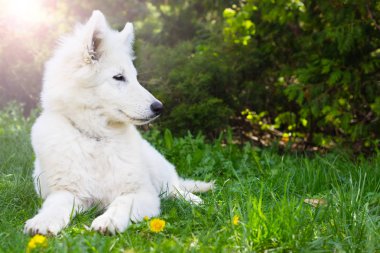 Yeşil çimenlerin üzerinde beyaz çoban köpek 