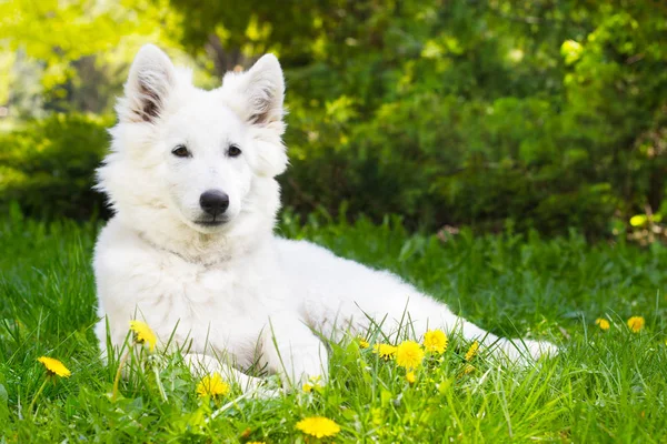Bílý ovčák štěně na zelené trávě — Stock fotografie