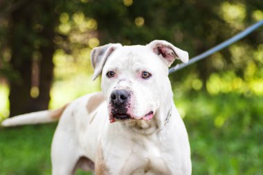 Çukur boğa korkunç köpek açık havada