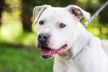 Çukur boğa korkunç köpek açık havada