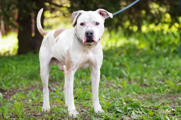 Pit bull terrier perro al aire libre — Foto de Stock