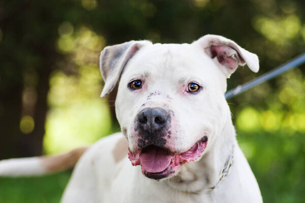 Pit bull terrier dog outdoors