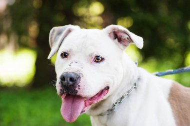 Açık havada bir çukur boğa korkunç köpek portresi