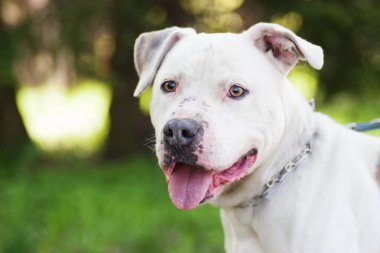 Açık havada bir çukur boğa korkunç köpek portresi