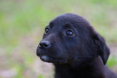 Bir siyah köpek yavrusu açık havada portresi