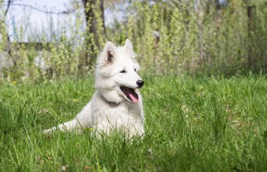 Yeşil çimenlerin üzerinde beyaz çoban köpek 
