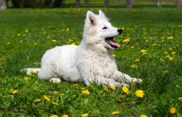 Biały Owczarek puppy na zielonej trawie — Zdjęcie stockowe