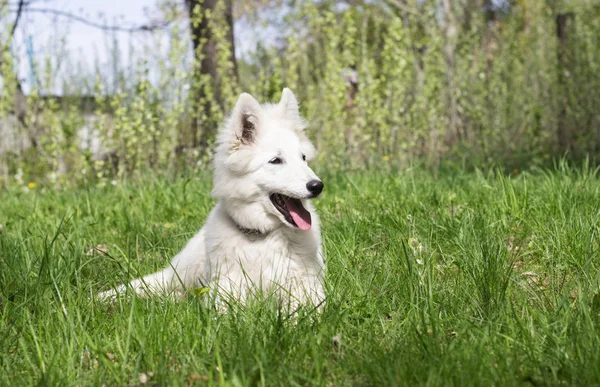 緑の芝生に白いシェパードの子犬 — ストック写真