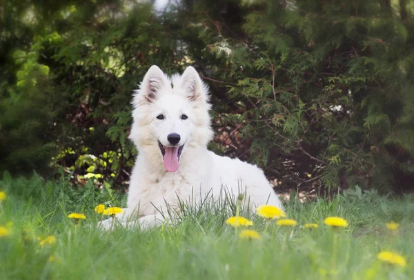 Branco suíço Shepherd Dog olhando — Fotografia de Stock