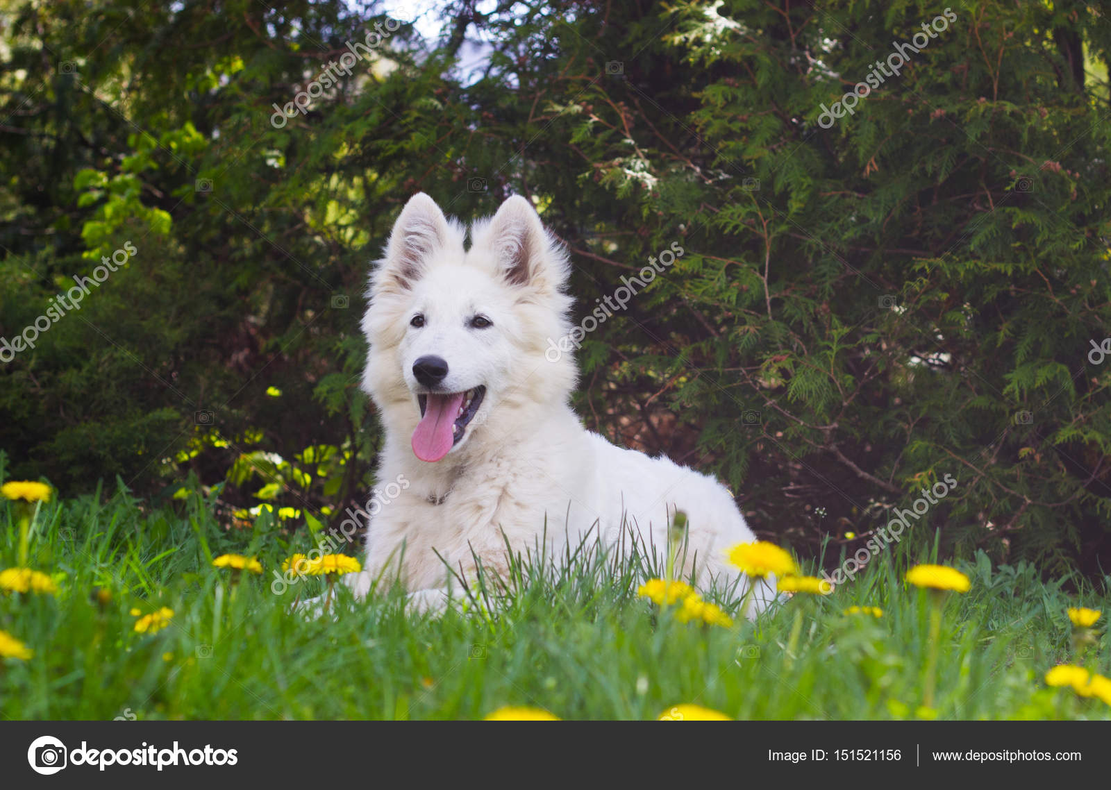 White Swiss Shepherd. Owner feedback White Swiss Shepherd. Owner feedback