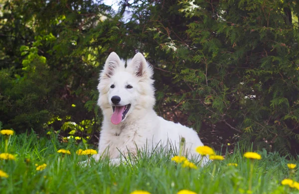 Branco suíço Shepherd Dog olhando — Fotografia de Stock