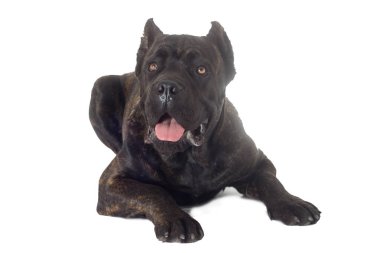 Cane corso köpek beyaz zemin üzerine