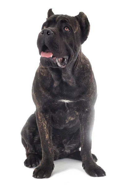 Zuckerrohrkorso Hund auf weißem Hintergrund — Stockfoto