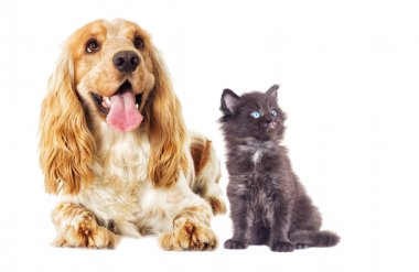 Küçük Maine Coon yavru kedi ve İngilizce Spaniel köpek görünüyor