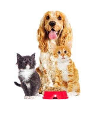 köpek ve kedi beyaz zemin üzerinde bir