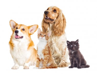 Yavru kedi ve köpek yavrusu tam uzunlukta tarafından içinde bak