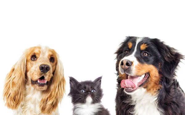 Cão e gatinho em um fundo branco — Fotografia de Stock