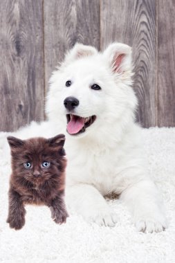 Berger Blanc Suisse köpek ve kedi yavrusu tüylü halı