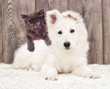 Berger Blanc Suisse köpek ve kedi yavrusu tüylü halı