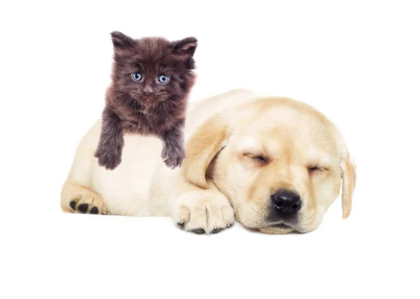 Labrador pup en kitten — Stockfoto