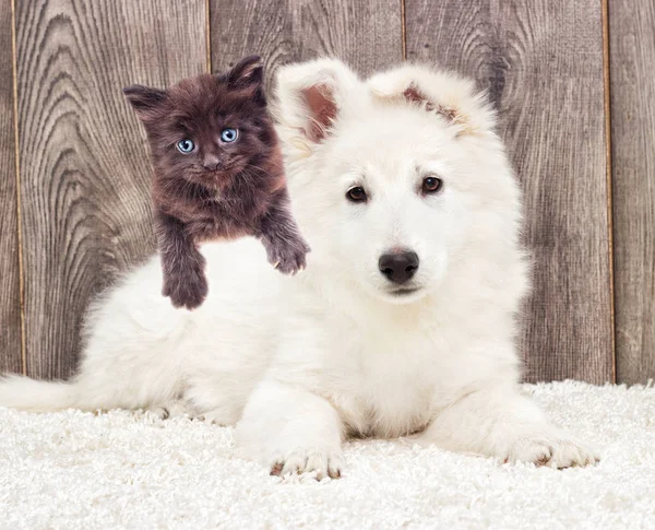 Berger Blanc Suisse puppy en een kitten pluizig tapijt — Stockfoto