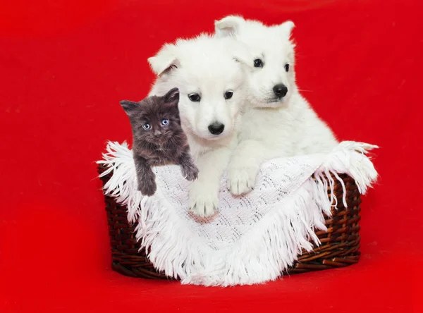Biały Owczarek szwajcarski puppy i kitten — Zdjęcie stockowe