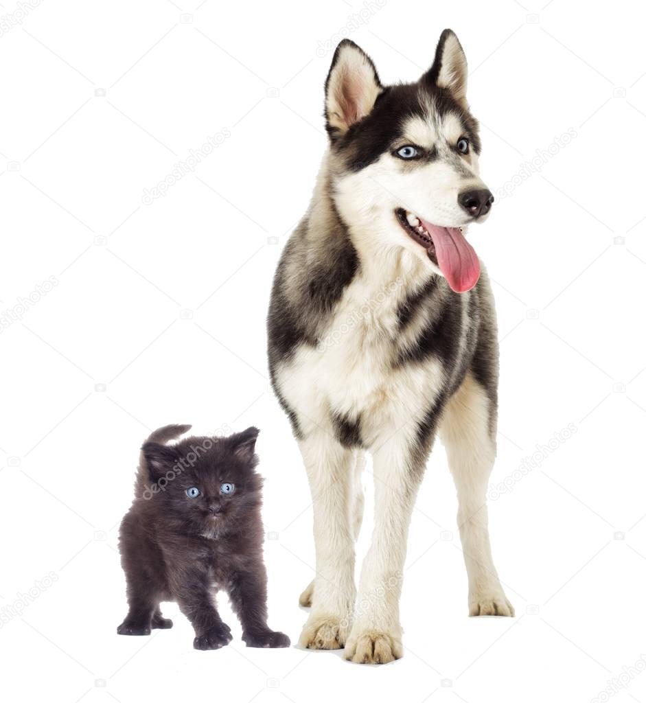 Siberian husky dog And a kitten on white background