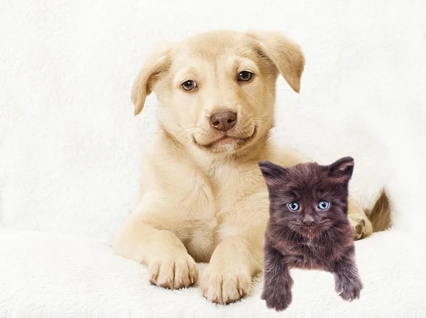 Roztomilé štěně a kotě — Stock fotografie