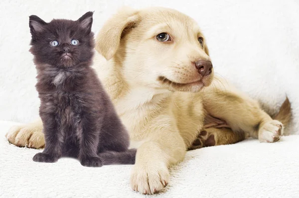 Süße Welpen und ein Kätzchen — Stockfoto