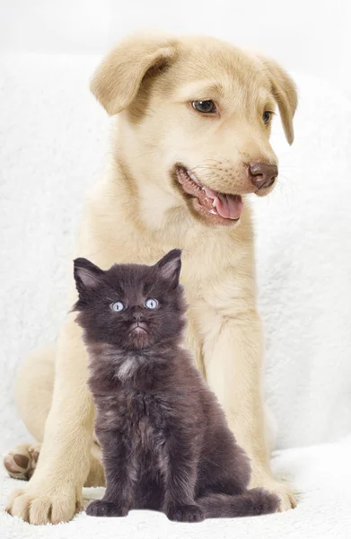 Sevimli köpek ve kedi yavrusu — Stok fotoğraf