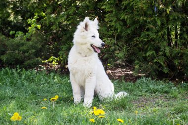 Yeşil çimenlerin üzerinde beyaz çoban köpek 