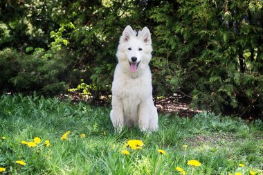 Yeşil çimenlerin üzerinde beyaz çoban köpek 