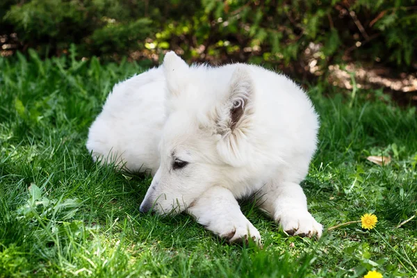 White shepherd puppy on green grass — Stock Photo, Image