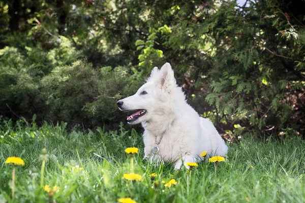 White shepherd puppy on green grass — Stock Photo, Image