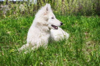 Yeşil çimenlerin üzerinde beyaz çoban köpek 