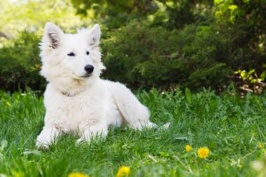 Yeşil çimenlerin üzerinde beyaz çoban köpek 