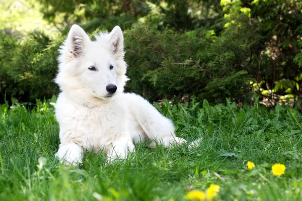 Белый щенок пастуха на зеленой траве — стоковое фото