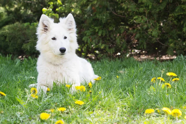 푸른 잔디에 백색 셰퍼드 강아지 — 스톡 사진