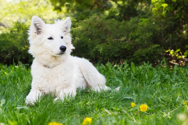 Weißer Schäferhund Welpe auf grünem Gras — Stockfoto