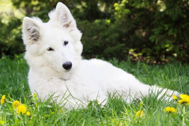 Yeşil çimenlerin üzerinde beyaz çoban köpek 