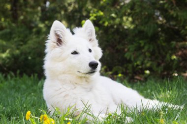 Yeşil çimenlerin üzerinde beyaz çoban köpek 
