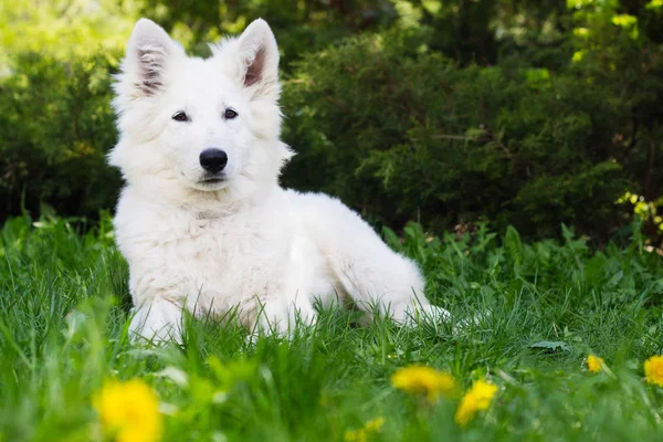 Белый щенок пастуха на зеленой траве — стоковое фото