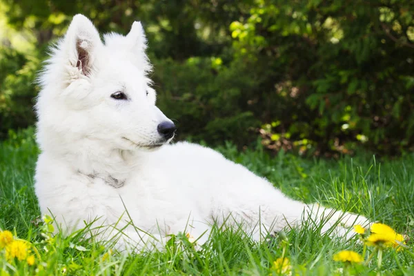 Cachorro pastor blanco sobre hierba verde — Foto de Stock