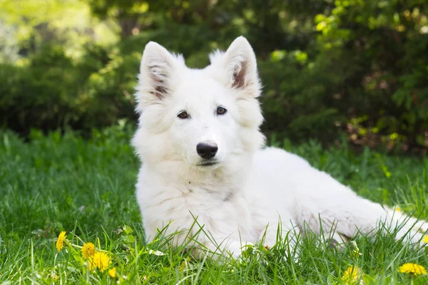 Yeşil çimenlerin üzerinde beyaz çoban köpek — Stok fotoğraf